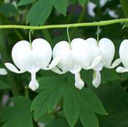 dicentra spectabilis alba